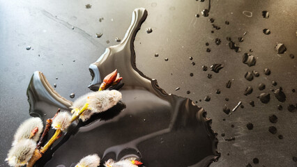 A willow branch on a black background, water droplets, and soft light. Early springtime, Easter. Abstract background, texture, frame, pattern, and copy space