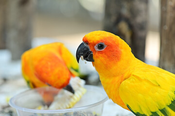 Several colorful parrots are resting on the fence. This lovebird lives in the wild and can be housed with house pets. cute wildlife concept