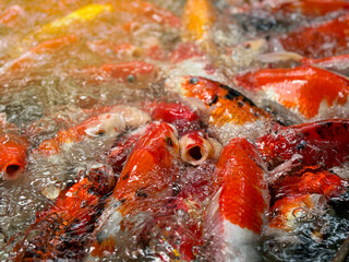 KOI fish feeding in the water pool