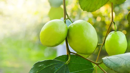 Fotobehang The green jujube fruit closeup © Polawat