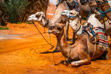 Resting camels - obrazy, fototapety, plakaty