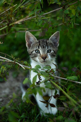 Naklejka na ściany i meble Uroczy, mały kot bawiący się w ogrodzie