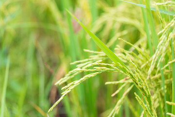 Ear of rice. Close-up to rice seeds in ear of paddy.