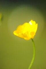 yellow tulip flower