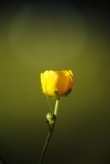 single yellow rose