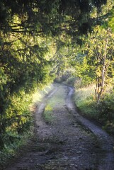 path in the forest