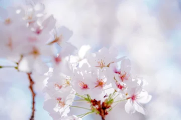Fotobehang 満開の桜 © Euphoria