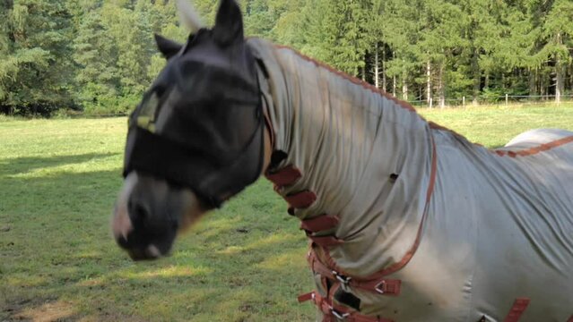 cheval &eacute;quip&eacute; d'un masque bonnet et chemise anti mouche