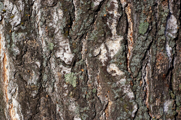 Birch bark texture Bark texture. Close-up