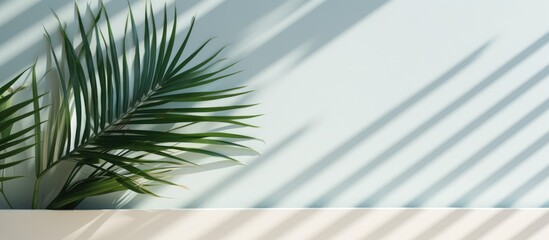 Fototapeta premium Palm leaf pattern and shadows on wall background