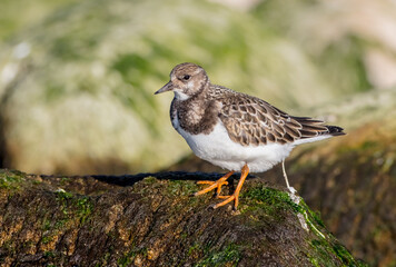 Ruddy Turnstone -  at the sea shore on autumn migration way