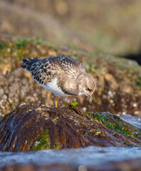 Ruddy Turnstone -  at the sea shore on autumn migration way