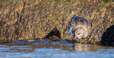 Ruddy Turnstone -  at the sea shore on autumn migration way