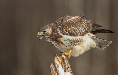 Common Buzzard in early spring at a wet forest