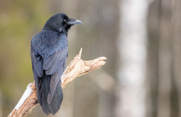 Common Raven - in winter at a wet forest