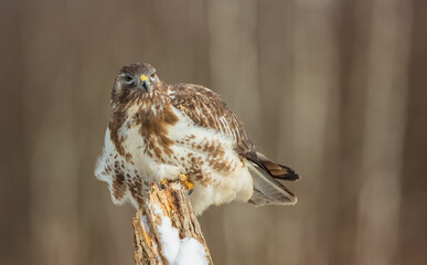 Common Buzzard in early spring at a wet forest