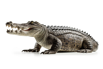 Majestic alligator roaming, crocodile on white background, portrait of crocodile