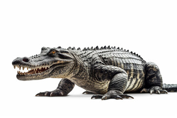 Majestic alligator roaming, crocodile on white background, portrait of crocodile