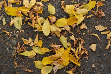Fallen yellow leaves on the asphalt