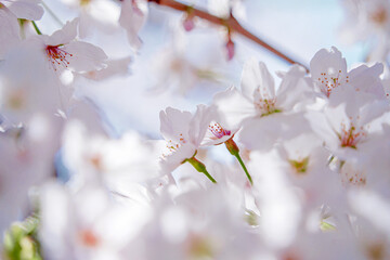 満開の桜