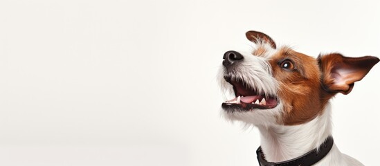 Portrait of a Jack Russell Terrier with tongue out looking up isolated on white background representing motion beauty vet care breed pets and animal life Space for advertisement - obrazy, fototapety, plakaty