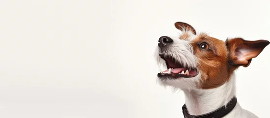 Foto op Plexiglas Portrait of a Jack Russell Terrier with tongue out looking up isolated on white background representing motion beauty vet care breed pets and animal life Space for advertisement © AkuAku