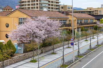 桜のある風景・神戸市中央区HAT神戸にて