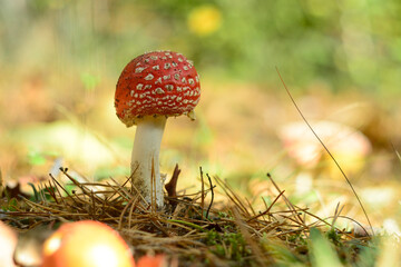 Poisonous fly agaric mushroom in the autumn forest