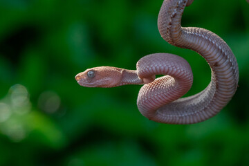 close up of brown mangrove pit viper, trimeresurus purpureomaculatus, natural bokeh background