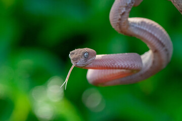 close up of brown mangrove pit viper, trimeresurus purpureomaculatus, natural bokeh background