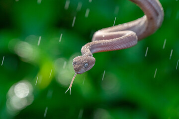 close up of brown mangrove pit viper, trimeresurus purpureomaculatus, in the middle of the rain