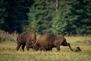 Fototapeta premium European bison - Bison bonasus in the Knyszyńska Forest (Poland)