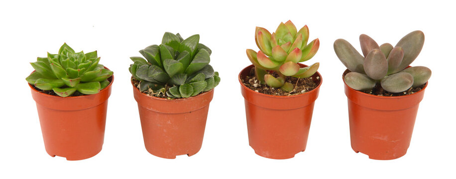 Mini plantes succulentes en pot	