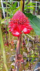 Torch ginger in the Big Island - vertical photograph.