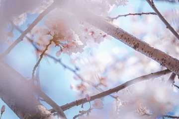 Fotobehang 満開の桜 © Euphoria