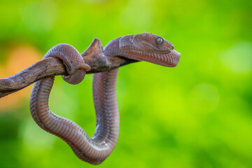 close up of brown mangrove pit viper, trimeresurus purpureomaculatus, natural bokeh background