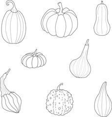Hand drawn pumpkin vector illustration set, decorative gourds of various species, simple line art, autumn or thanksgiving day theme  
