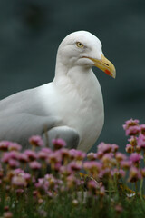 Goéland argenté,.Larus argentatus, European Herring Gull, Armérie maritime, Armeria maritima