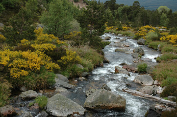 Genet, Cytisus scoparius, Réserve naturelle ornithologique, Stonehaven, Ecosse, Grande Bretagne