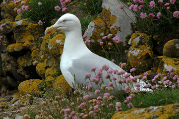 Goéland argenté,.Larus argentatus, European Herring Gull, Armérie maritime, Armeria maritima