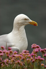 Goéland argenté,.Larus argentatus, European Herring Gull, Armérie maritime, Armeria maritima