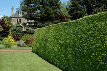 Haie de Charme; Carpinus betulus; Jardin botanique; Edinbourgh; Ecosse; Grande Bretagne