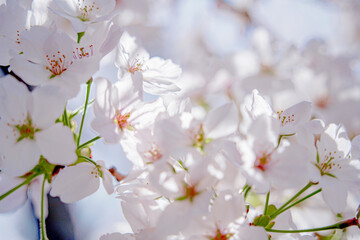 満開の桜