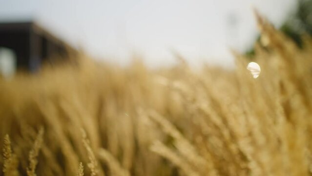 Organic farming and harvesting. Barley malt growing for craft beer production. Sunlit grain stems in summer. yellow golden spikelets close up on sky background