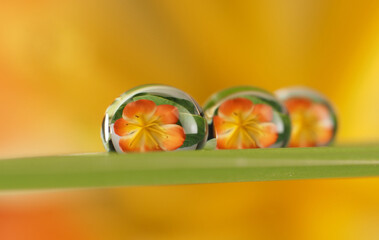 flower with dew dops - beautiful macro photography with abstract bokeh background