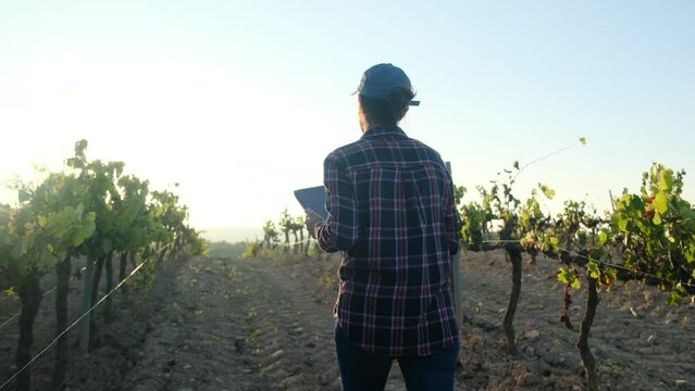 A diligent woman armer uses a tablet to analyze her vineyard at sunset, embodying insight and dedication