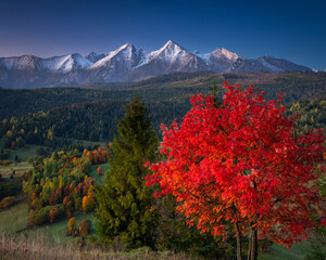 Beautiful autumn with a red tree under the Tatra Mountains at sunrise. Slovakia - obrazy, fototapety, plakaty