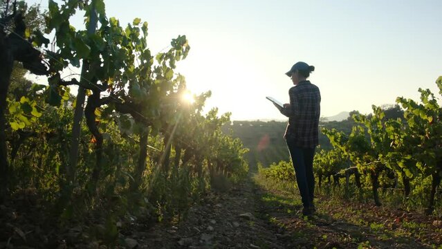 A diligent woman armer uses a tablet to analyze her vineyard at sunset, embodying insight and dedication