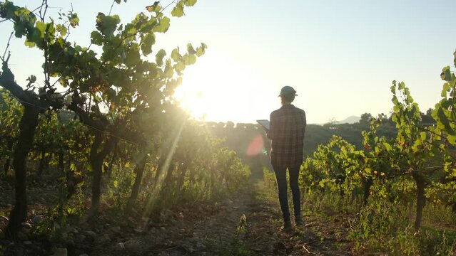 Young woman farmer uses a tablet in a picturesque vineyard, monitoring grapes during a beautiful autumn sunset. Agriculture, harvest, technology, vineyard management