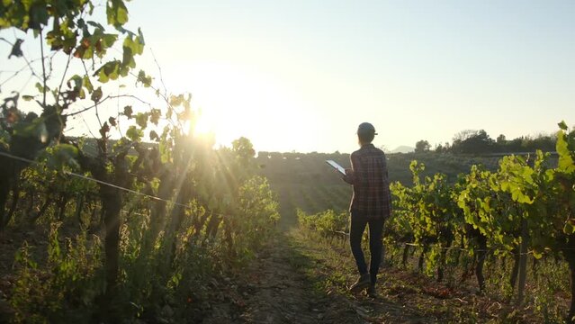 Young female farmer using a tablet computer in the vineyard, checking the grapes on a lovely autumn day at sunset. Agriculture, harvest, vineyard management, technology, farm industry